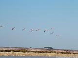 Fenicotteri Rosa Camargue Immagine 332